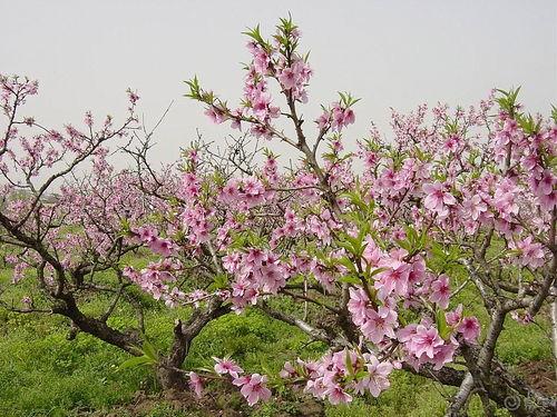 桃花破困入东风